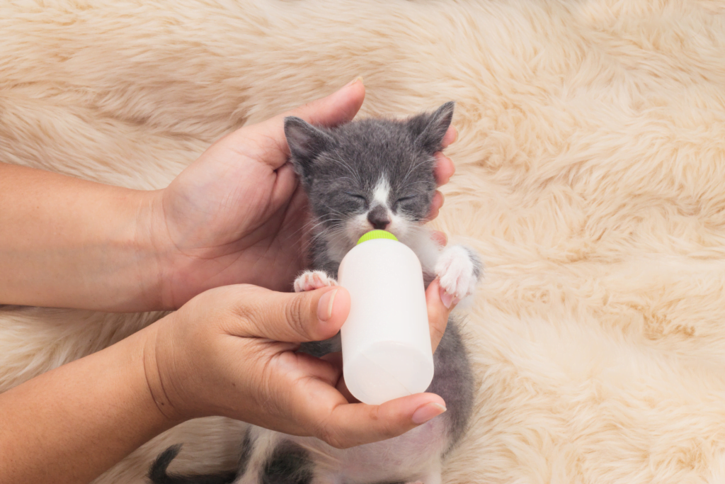 Cats and Milk Myths