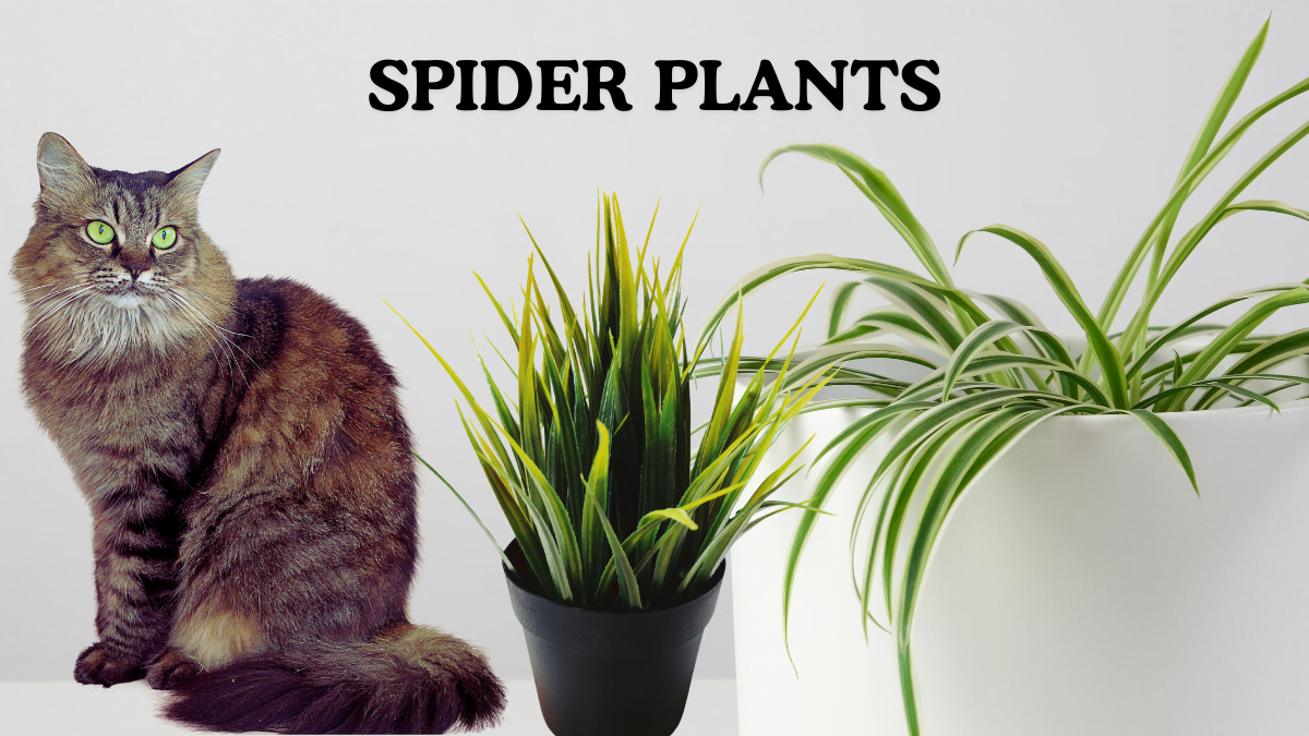 Are Spider Plants Toxic to Cats