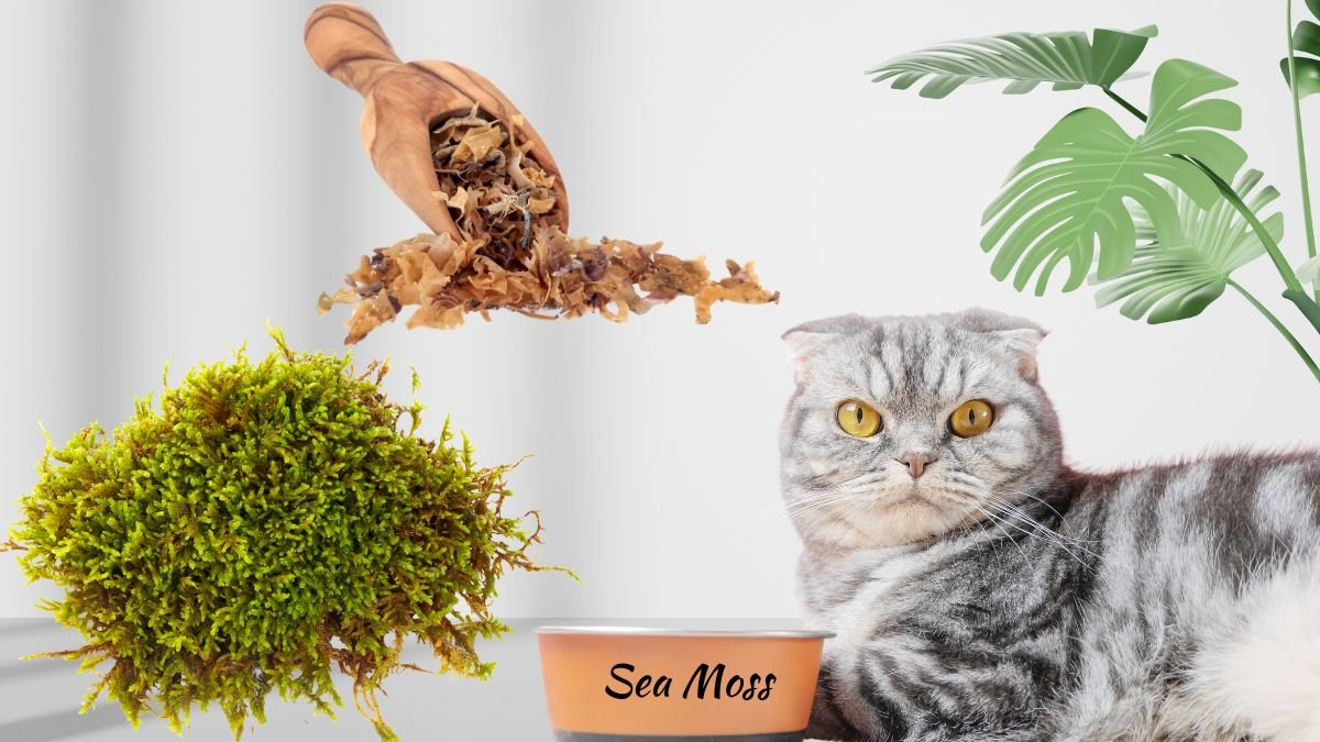 Do Cats Like Sea Moss