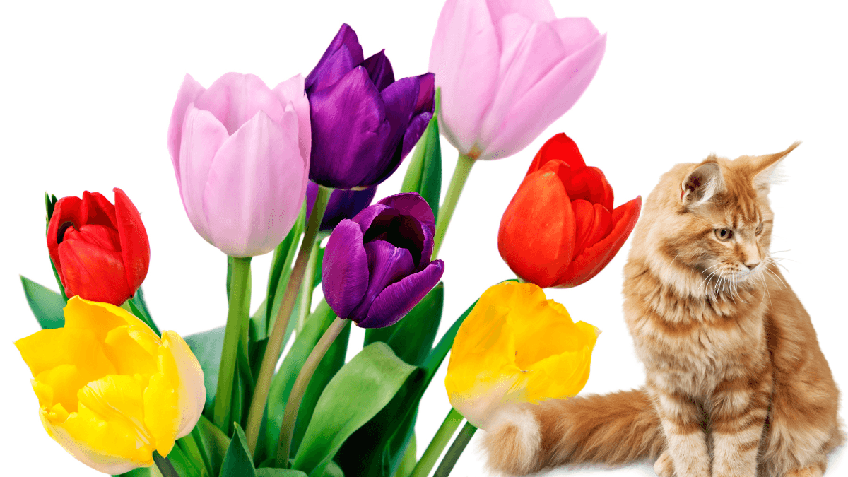 Are Tulips Toxic to Cats