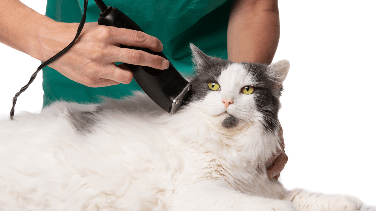 Why Mobile Cat Grooming Is the Best Choice for Busy Cat Owners